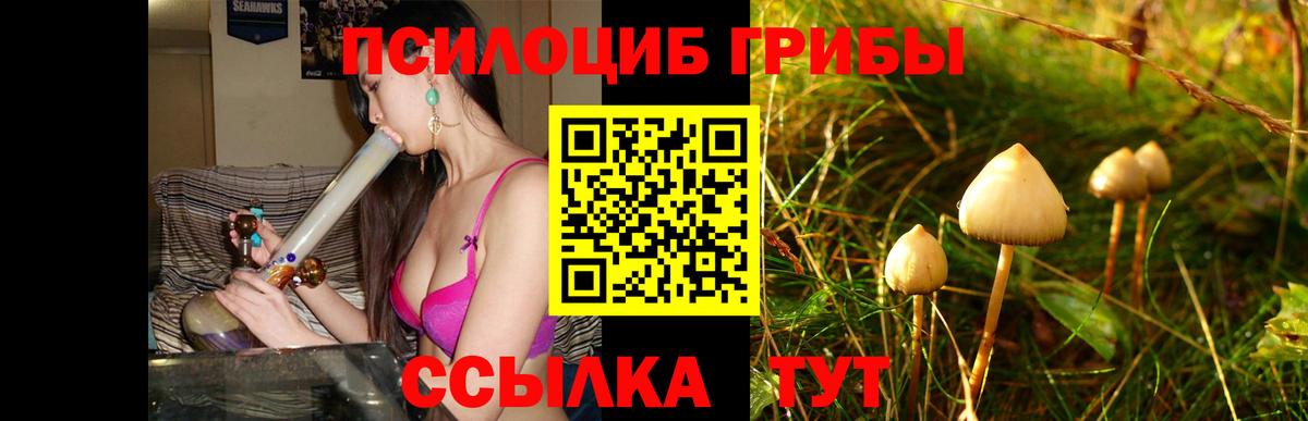 Галлюциногенные грибы Psilocybine cubensis Лесозаводск